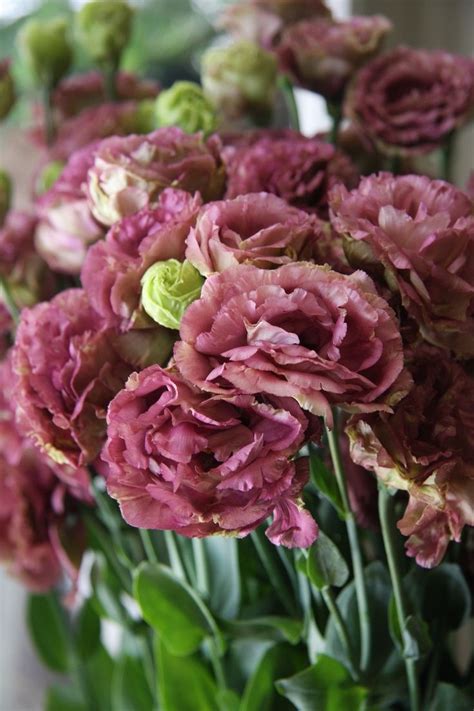 173 best images about flowers lisianthus or eustoma on pinterest confusion pictures of and