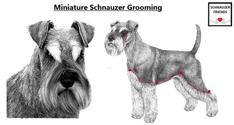 Grooming Schnauzer Friends South Africa Community