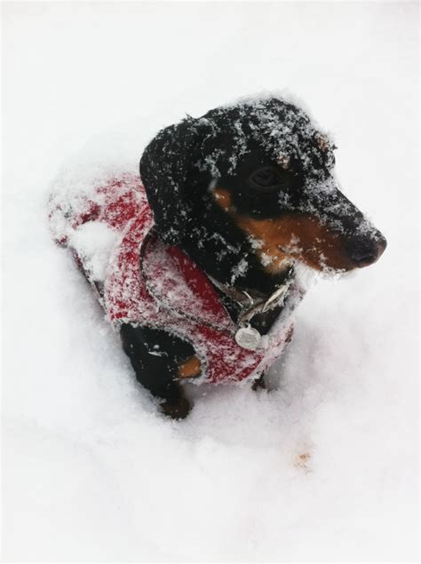 16 Pups Who Are Dachshund Through The Snow Barkpost