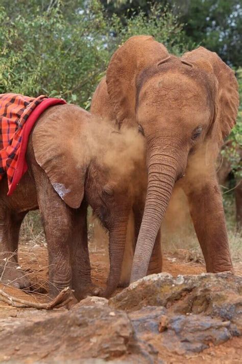 How An Orphan Baby Elephant Is Helping Others Of His Kind
