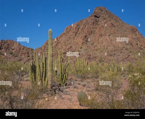 Rare Organ Pipe Cactus Stenocereus Thurberi Mix With Saguaro Cholla
