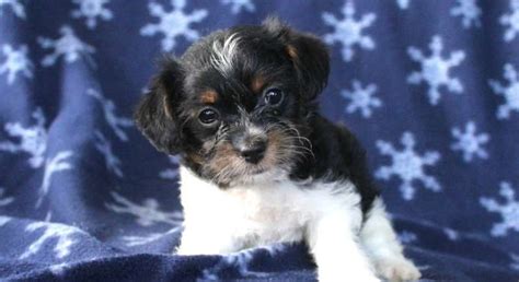 Looking for a yorkiepoo puppy for sale? Yorkie-Poo.Meet Pearl a Puppy for Adoption.