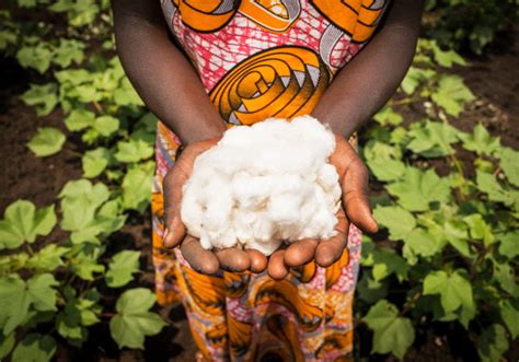 Cotton Made In Africa Study Confirms Progress Materials And Production