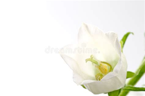 White Bell Flower Stock Photo Image Of Bell Plant Life 24765494