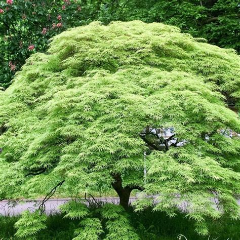 Weeping Viridis Japanese Maple — Plantingtree