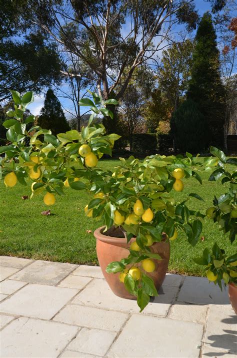 How To Grow Citrus In Pots My Productive Backyard