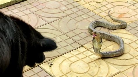 Real Fight Wow Amazing Dog Vs Snake Brave Dogs Fight To Save Owner