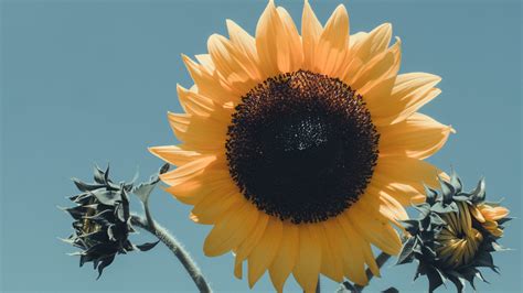 Half sunflower free download wallpaper hq. Download wallpaper 2560x1440 sunflower, flower, bloom, petals widescreen 16:9 hd background