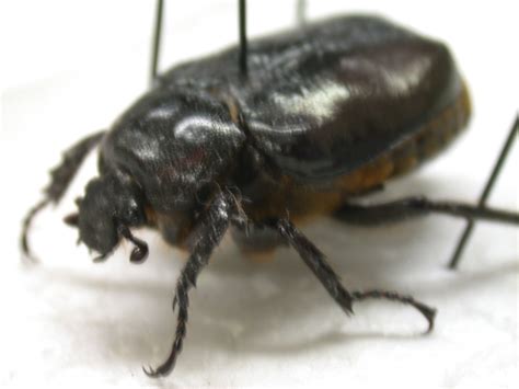 Beetle Speciment Biological Science Picture Directory