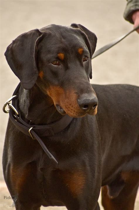 Doberman The Best Breed Of Dog I Love Seeing Dobies Without Their