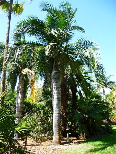 Photos Of Cool Palms In South Florida Discussing Palm Trees Worldwide Palmtalk