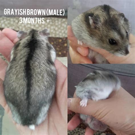 Short Dwarf Hamster Baby Hamsters Adopted 1 Year 2 Months Baby