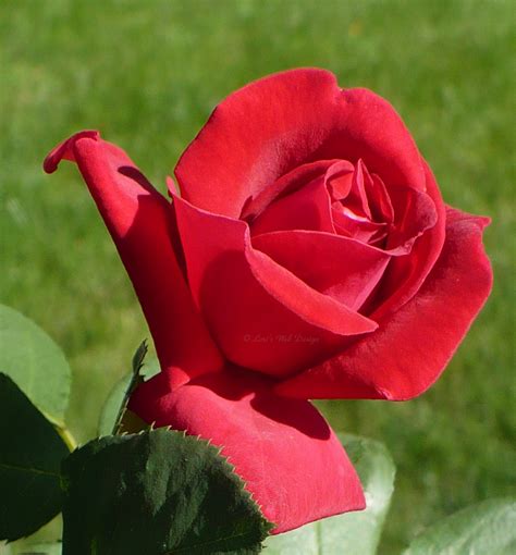 Red Roses Most Popular Rose Rose Wallpapers Beautiful Rose Red Rose