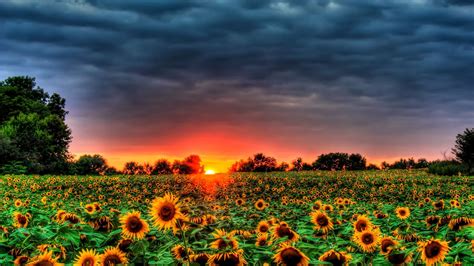 Autumn With Sunflowers Wallpapers Wallpaper Cave