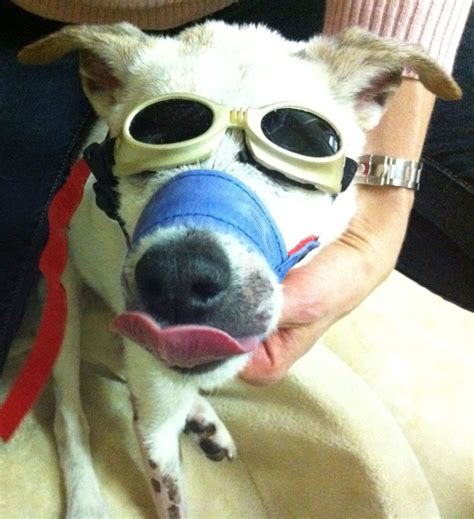 Bella Bella Vita Dog Lovin Dogs Wearing Goggles