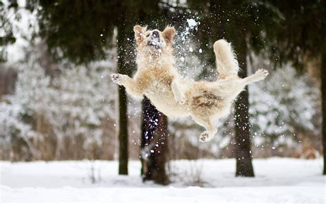 46 Dogs Playing In Snow Wallpaper On Wallpapersafari