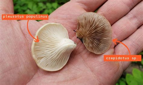 How To Find And Identify Wild Oyster Mushrooms Freshcap Mushrooms