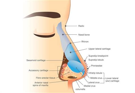 Nose Anatomy Guide Subliminal Users Amino