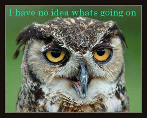 Quotes Funny Owl Quotesgram