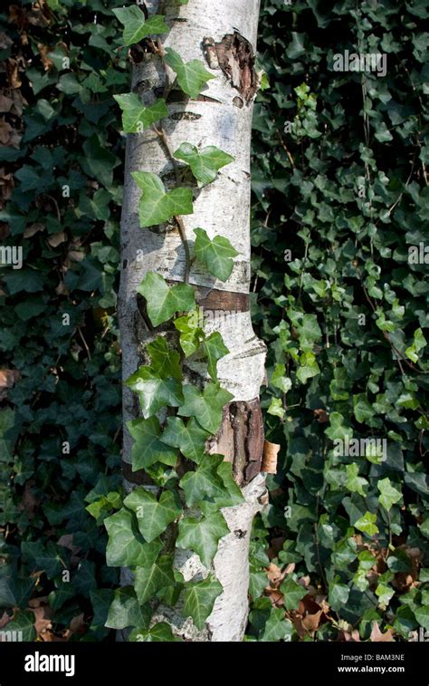 Paper Birch Tree English Ivy Vertical Botanical Horticulture Tree Trunk
