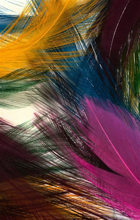Colorful Feathers Most Beautiful Hd Wide Mobile Wallpaper