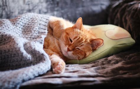 Wallpaper Cat Cat Face Comfort Sofa Sleep Paws