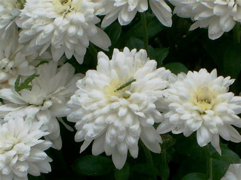 White Chrysanthemum Fall Chrysanthemums In The Front Yard Flickr