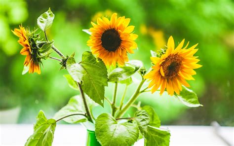 Beautiful Desktop Wallpaper Of Sunflowers Picture Of Suns Trio