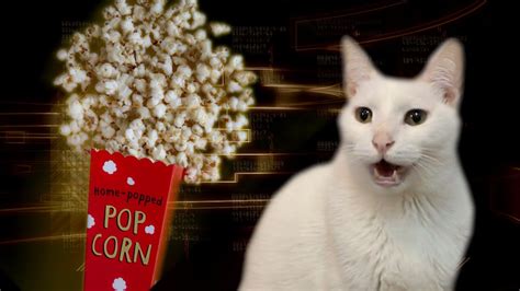 Popcorn Song Crazy Cats Youtube