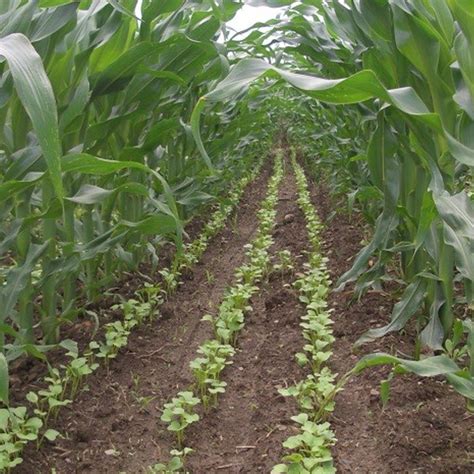 Cover Crops And Reduced Tillage Northwest Crops And Soils Program