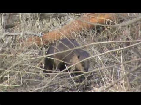 Beaver Hunting 6 YouTube