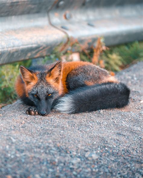 Let These Photos Take You Inside The Life Of A Cross Fox