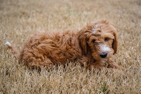 It is also one of the few breeds than can safely consume more than the usual amount of fat. Best Dog Food for Goldendoodles: Top brands review in June ...