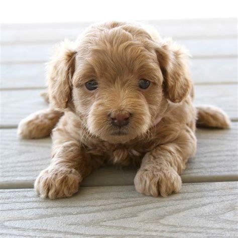 Our goldendoodle puppies are sold months in advance. Teacup Goldendoodle - Mini Goldendoodle & Medium ...