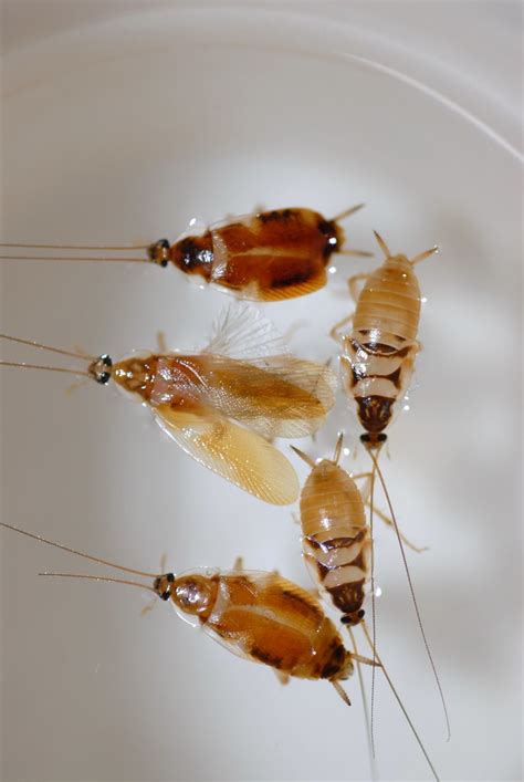 姬蜚蠊科 Supella Longipalpa 棕帶蜚蠊 Brown Banded Cockroach Flickr