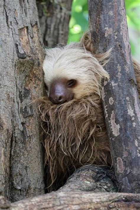 1 sloth sanctuary in costa rica rescued sloths diamante eco park
