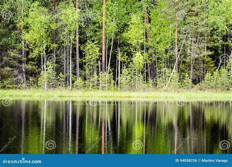 Reflections Of Trees In The Lake Water In The Bright Midday Sun Stock