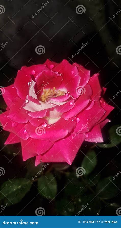 Natural Pinky Flower At The Dark Stock Image Image Of Pinky Rose