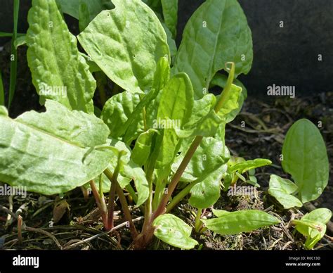 Garden Sorrel Rumex Acetosa Stock Photo Alamy