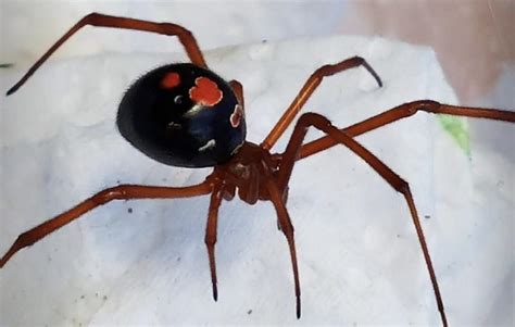 The Red Widow Latrodectus Bishopi Is Endemic To Certain Pine Scrub