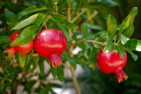 Growing Dwarf Pomegranate From Seed Winter Care Agri