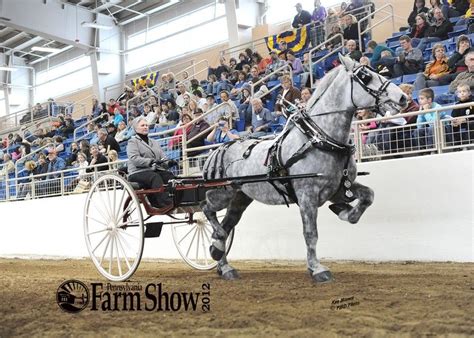 Tons Of Show Photos Of Driven Percherons In Various Configurations
