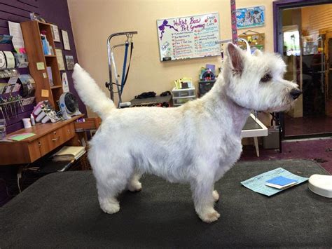 Westie Haircut Guide West Highland White Terrier Haircut Hairstyle