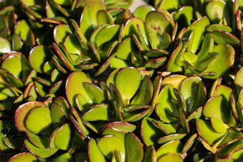 Jade Plant Crassula Ovata Commonly Known As Lucky Plant Money Plant