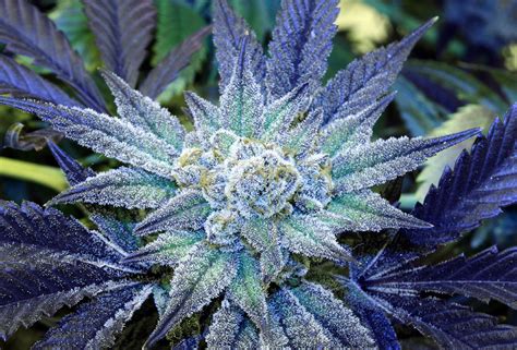 Beautiful Leaves With Beautiful Health Benefits Now Legal Cannabis