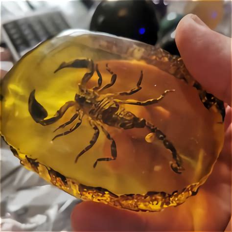Scorpion Amber For Sale In Uk 53 Used Scorpion Ambers