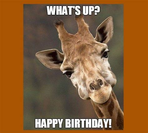 Giraffe Birthday Memes Wishesgreeting