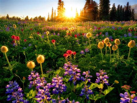 Download Spring Flowers At Sunrise Wallpaper Hd By Paulal69 Spring
