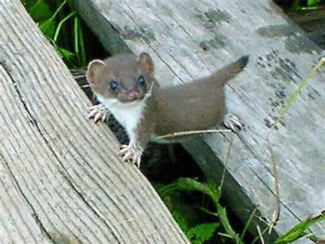 Its A Baby Stoat Whatever That May Be Baby Animals Pictures Cute