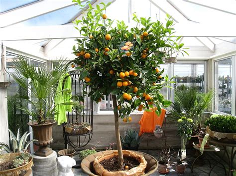 Orange Tree Pots Orange Plants Greenhouse Hd Wallpaper Peakpx